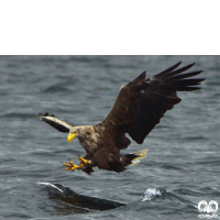 گونه عقاب دریایی دم سفید White tailed Eagle